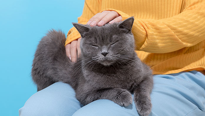 A person petting their cat